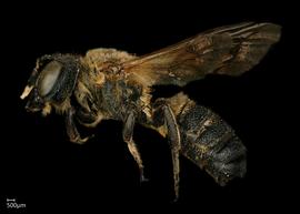   Callomegachile sculpuralis  male lateral habitus, photo: Shaun Heller 
